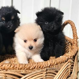 Pomeranians from Piney Woods Pomeranians