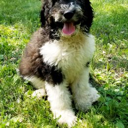 Bernedoodle Puppies from Rose River Farms