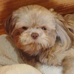 Jessie - Shih Tzu