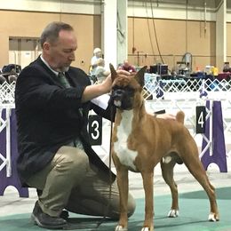 Walker - Boxer
