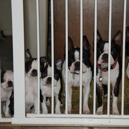 Boston Terrier Puppies from Oui Bostons