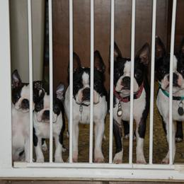 Boston Terrier Puppies from Oui Bostons