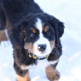 Bernese Mountain Dog Puppies from Must B Buffalo Berners