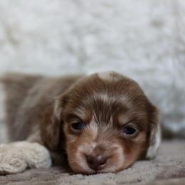 Maple AKC 7500 - Dapple female Dachshund puppy in Krum, Texas from Tired Chef Dachshunds