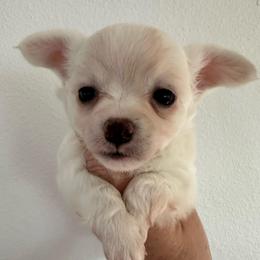 Lance - Cream and white male Chihuahua puppy in Coweta, Oklahoma from Green Country Chihuahuas