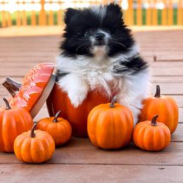 Pomeranian Puppies from Country Life Pomeranians