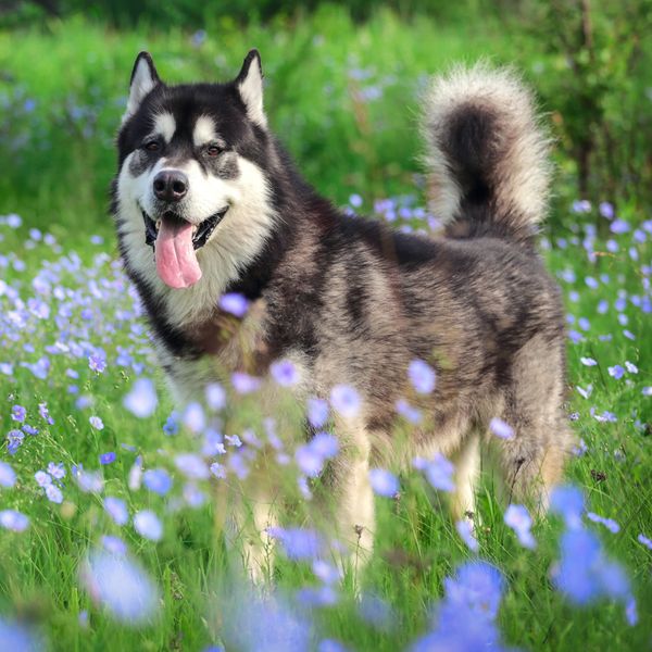 Malamute do Alasca