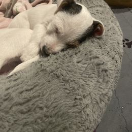 Parson Russell Terrier Puppies from Deep Creek Welsh Farm