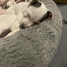 Parson Russell Terrier Puppies from Deep Creek Welsh Farm