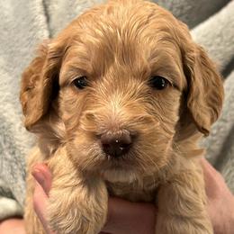 Baby Ruth - Brown and white female Bernedoodle puppy in Westminster, South Carolina from Goldendoodlepuppiessc