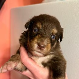 Gratin - Red tri-color male Australian Shepherd puppy in Altmar, New York from E&C Australian Shepherds