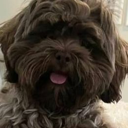 Aussiedoodles, Bernedoodles, Shihpoos, and Shih Tzus from Route 66 Poodles & Doodles, Sapphire Shih-tzu's of Ohio