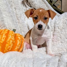 Dandelion - White and tan female Russell Terrier puppy in Sandown, New Hampshire from Patch Wood Irish Jacks