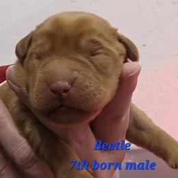 Beetle - Yellow male Labrador Retriever puppy in Sidney, Nebraska from Nebraska Strong Labradors