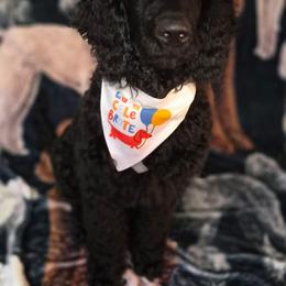 Riley - Black male Poodle puppy in Port Orange, Florida from Daytona’s Standard Poodles