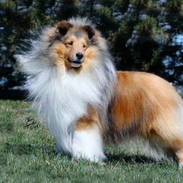 Shetland Sheepdogs from Braeleen Shetland Sheepdogs