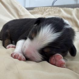Boy 3 - male Australian Shepherd puppy in Sudbury, Massachusetts from Wild Atlantic  Aussies