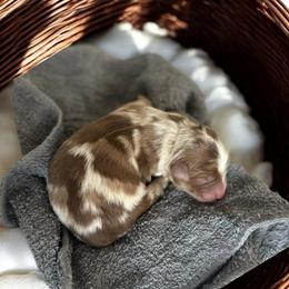 Frosty - Red merle male Australian Shepherd puppy in Tyner, Kentucky from Lil’ Town Aussies