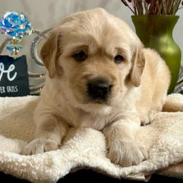 Blaze - Golden male Golden Retriever puppy in Doniphan, Missouri from Stockford’s Golden Retrievers