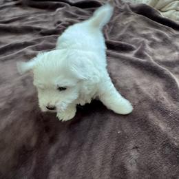 Bingo - White male Coton de Tulear puppy in Timber, Oregon from Sterling’s Sweet Cotons