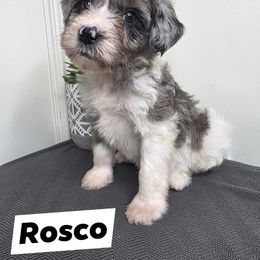 Roscoe - Merle Goldendoodle puppy in Palestine, Texas from KK's Doodle Bunch