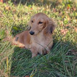 Leia - Dachshund