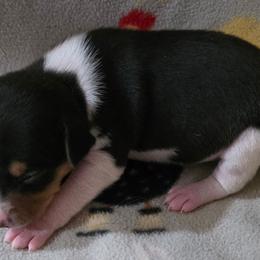 Ethan - Black tan and white male Rat Terrier puppy in Ukiah, California from Poem's Haven Rat Terriers..AKA Mysthaven Rat Terriers