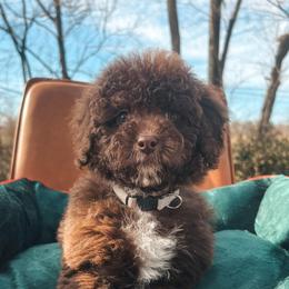 Mauve Collar - Brown and white female Cockapoo puppy in Richmond, Kentucky from The Doting Doodle