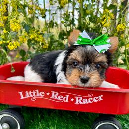 Domino - Black tan and white male Biewer Terrier puppy in Winslow, Arkansas from Morning Glory Puppies