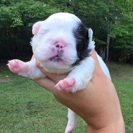 Harry Potter - Black and white male French Bulldog puppy in Franklinton, North Carolina from Sweet Carolina Kennel