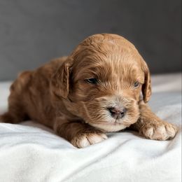 Mint - Caramel red male Australian Labradoodle puppy in Auburn, Washington from West Valley Labradoodles