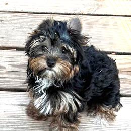 Bella - Black and tan female Yorkshire Terrier puppy in Jacksonville, Florida from Ja'Dor Yorkies
