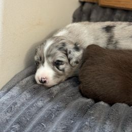 Pepper - Blue merle female Australian Shepherd puppy in San Tan Valley, Arizona from Reeds Ranch