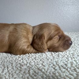 Thor - Red male Dachshund puppy in Afton, Oklahoma from C5 Doodles