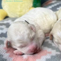 Boy 3 - Caramel cream male Labradoodle puppy in Bowman, Georgia from Companion Creek Farm
