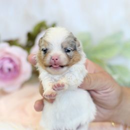 Kida - Blue merle female Pomeranian puppy in Sacramento, California from My Precious Poms
