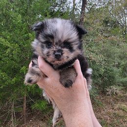 Li Shang - Blue merle male Pomeranian puppy in Smithville, Texas from Lafary Poms