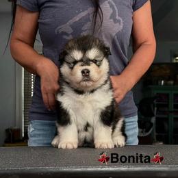 Girl 1 - female Alaskan Malamute puppy in Hastings, Michigan from Powerpaw Alaskan Malamutes