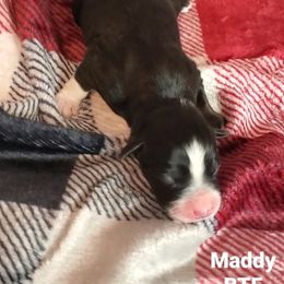 Maddy - Miniature Australian Shepherd puppy in Roseville, California from Golden State Mini Aussies