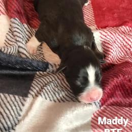 Maddy - Miniature Australian Shepherd puppy in Roseville, California from Golden State Mini Aussies