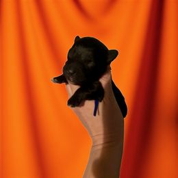 Rocket - Black male Yorkipoo puppy in Murphy, North Carolina from Christina’s Puppy Utopia