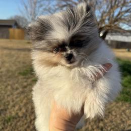 Zorro - Blue merle male Pomeranian puppy in Edmond, Oklahoma from My Sun & Moon Poms
