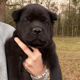Yellow - Black male Cane Corso puppy in Opelousas, Louisiana from Azelees Cane Corso