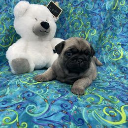 Pug Puppies from Pugalittlefoot
