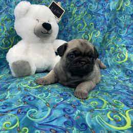 Pug Puppies from Pugalittlefoot