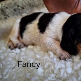 Fancy - Black brown and white female Basset Hound puppy in Mack's Creek, Missouri from Mack's Creek Basset Hounds