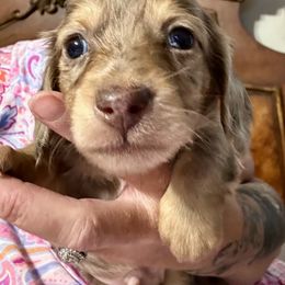 Conner - Dapple male Dachshund puppy in Griffin, Georgia from Always Trippin' Doxie Life
