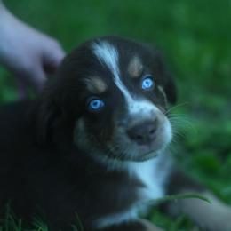Mash - Red tri-color male Australian Shepherd puppy in Altmar, New York from E&C Australian Shepherds