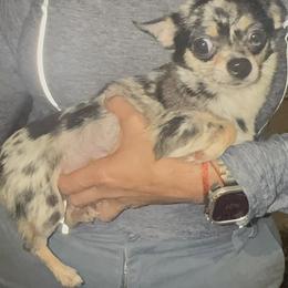 Mickey - Chihuahua