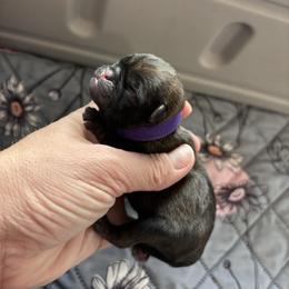 Purple collar - Fawn female Pug puppy in Tucson, Arizona from Furever Friends
